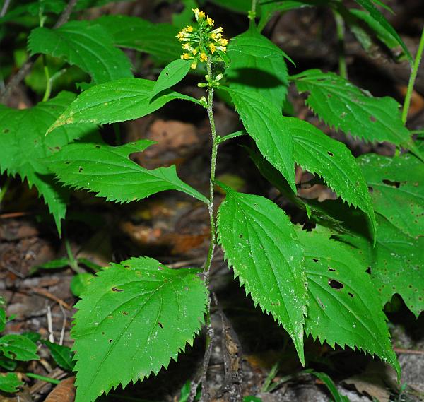 Solidago_flexicaulis_plant.jpg