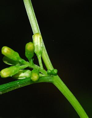 Solidago_flexicaulis_stem.jpg