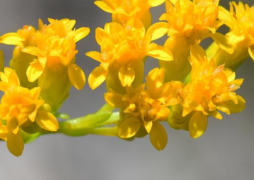 Solidago_gattingeri_florets.jpg