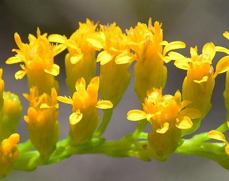 Solidago_gattingeri_heads.jpg