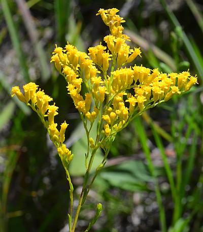 Solidago_gattingeri_inflorescence.jpg