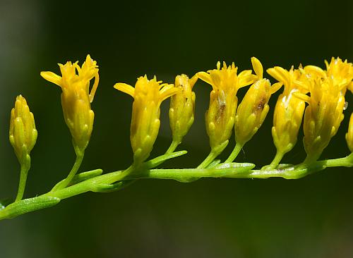 Solidago_gattingeri_inflorescence2.jpg