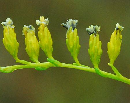 Solidago_gattingeri_involucres.jpg