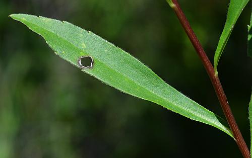 Solidago_gattingeri_leaf1.jpg