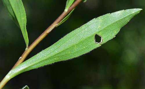 Solidago_gattingeri_leaf2.jpg