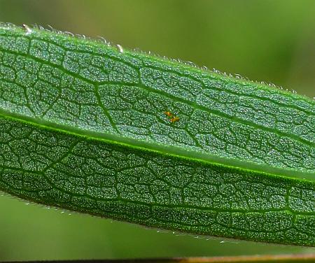 Solidago_gattingeri_leaf2a.jpg