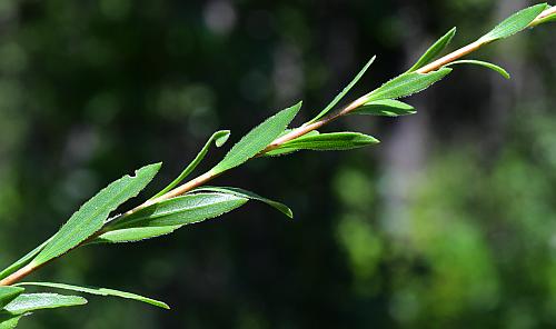 Solidago_gattingeri_leaves.jpg