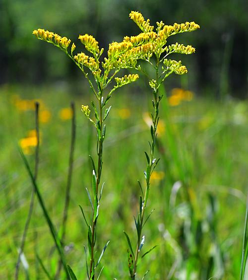 Solidago_gattingeri_plant.jpg