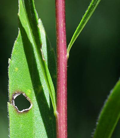 Solidago_gattingeri_stem.jpg