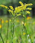 Solidago gattingeri thumbnail