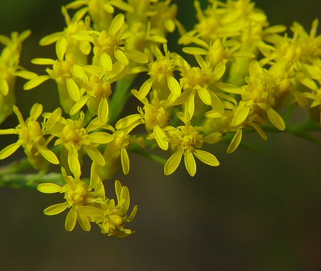 Solidago_nemoralis_flowers.jpg