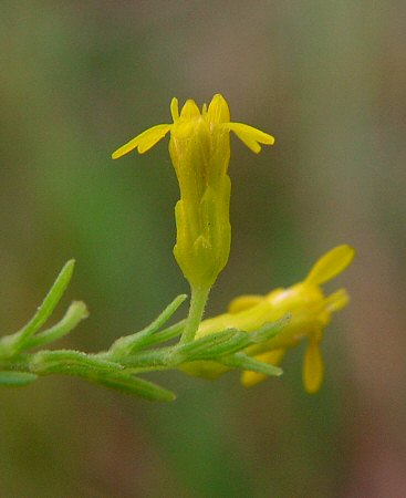 Solidago_nemoralis_involucre.jpg