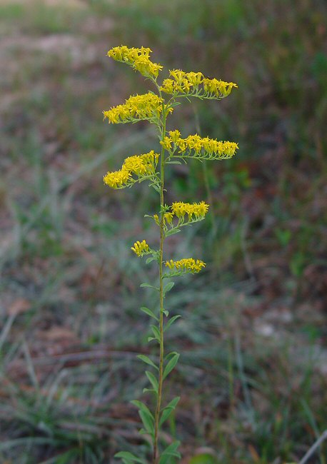 Solidago_nemoralis_plant.jpg