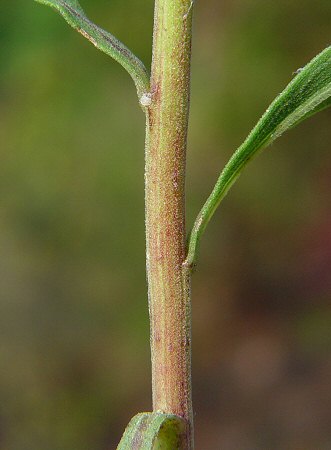 Solidago_nemoralis_stem.jpg