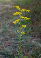 Solidago nemoralis thumbnail