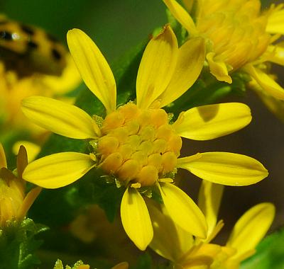 Solidago_petiolaris_florets2.jpg