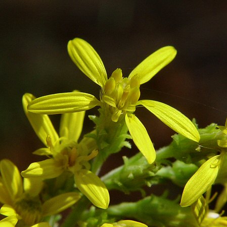 Solidago_petiolaris_flowers.jpg