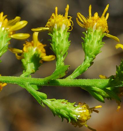 Solidago_petiolaris_heads.jpg