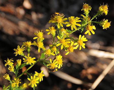 Solidago_petiolaris_inflorescence.jpg