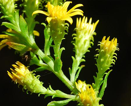 Solidago_petiolaris_involucres.jpg