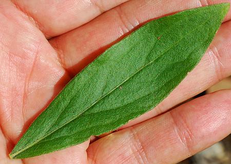 Solidago_petiolaris_leaf1.jpg