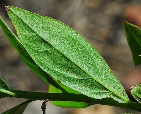 Solidago_petiolaris_leaf2.jpg