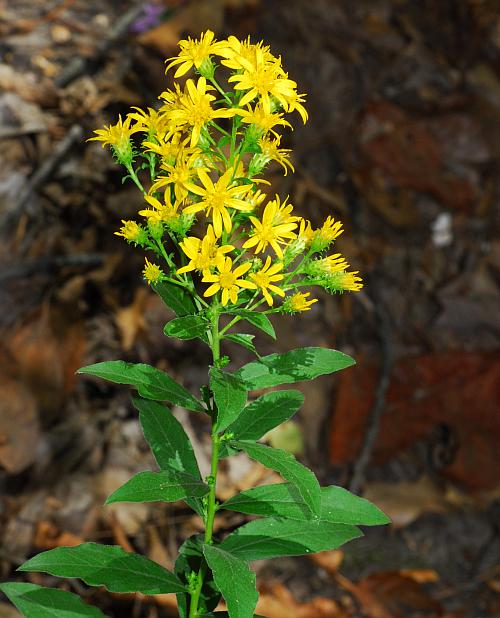 Solidago_petiolaris_plant.jpg