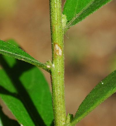 Solidago_petiolaris_stem.jpg