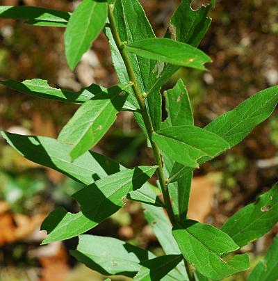 Solidago_petiolaris_stem2.jpg