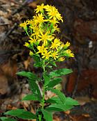 Solidago petiolaris thumbnail