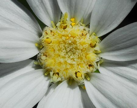 Solidago_ptarmicoides_florets.jpg