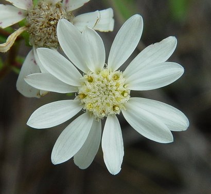 Solidago_ptarmicoides_flowers.jpg