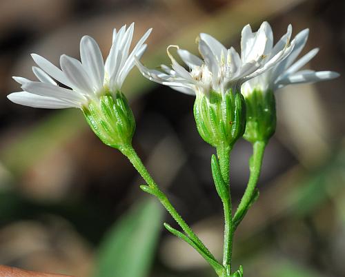 Solidago_ptarmicoides_heads.jpg