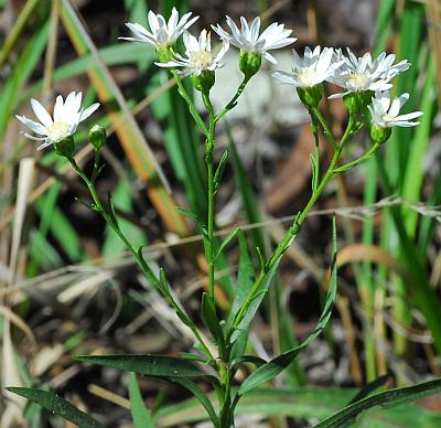 Solidago_ptarmicoides_inflorescence1.jpg