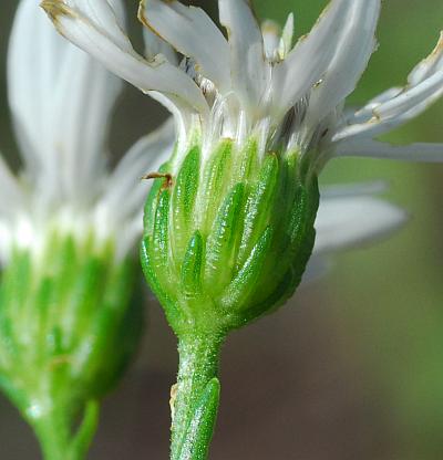 Solidago_ptarmicoides_involucre.jpg