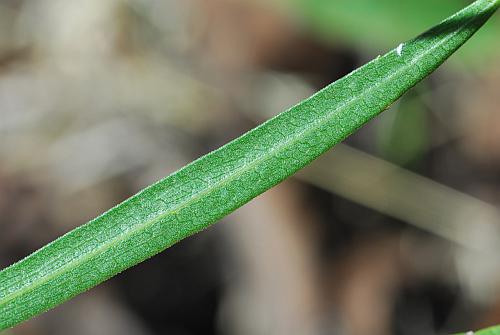 Solidago_ptarmicoides_leaf1.jpg