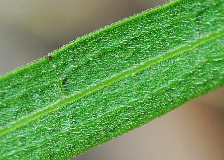 Solidago_ptarmicoides_leaf2a.jpg