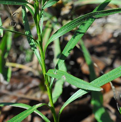 Solidago_ptarmicoides_leaves1.jpg