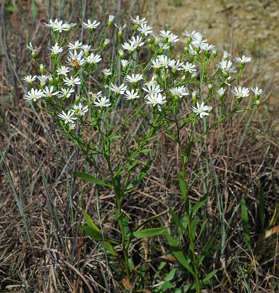 Solidago_ptarmicoides_plant.jpg