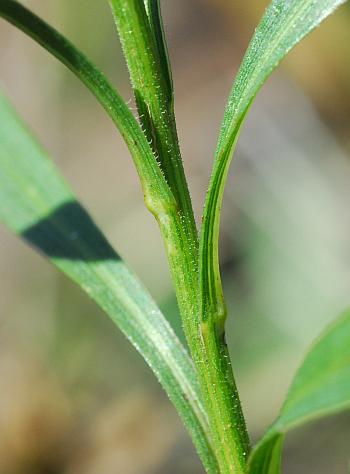 Solidago_ptarmicoides_stem.jpg