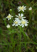 Solidago ptarmicoides thumbnail