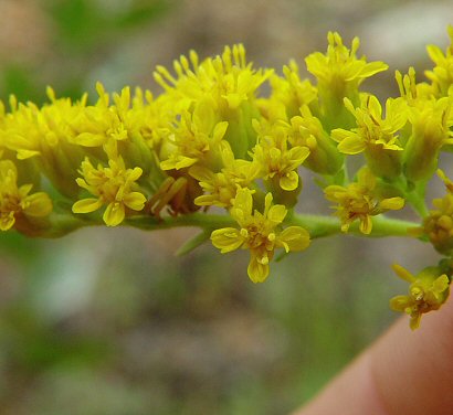 Solidago_radula_flowers.jpg