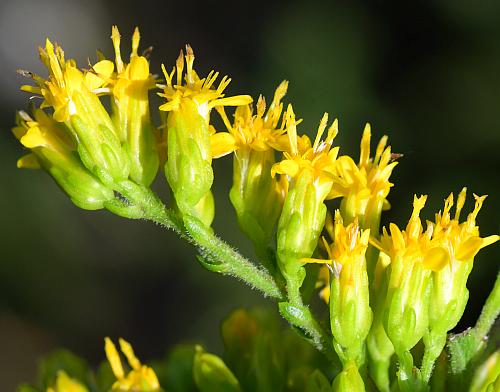 Solidago_radula_heads.jpg