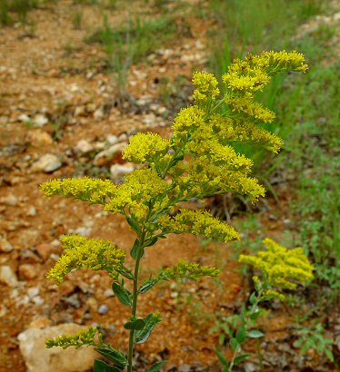 Solidago_radula_inflorescence.jpg