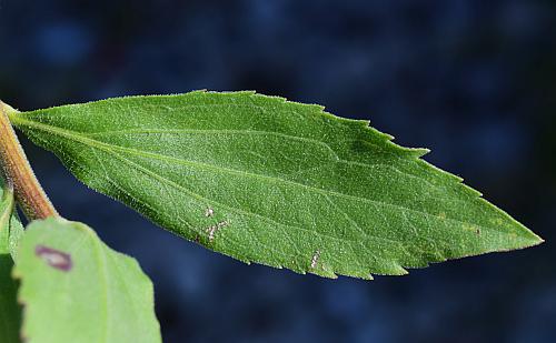 Solidago_radula_leaf1.jpg