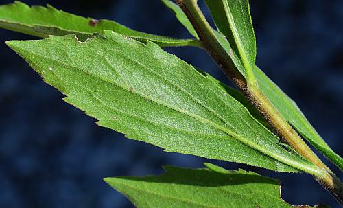 Solidago_radula_leaf2.jpg