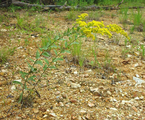 Solidago_radula_plant.jpg