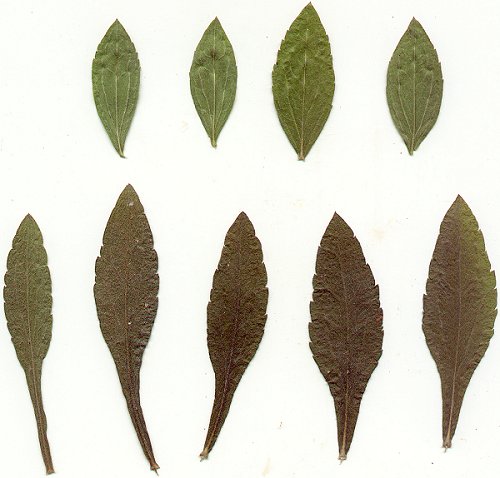 Solidago_radula_pressed_leaves.jpg