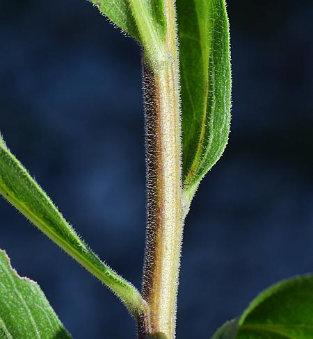 Solidago_radula_stem.jpg