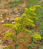 Solidago radula thumbnail